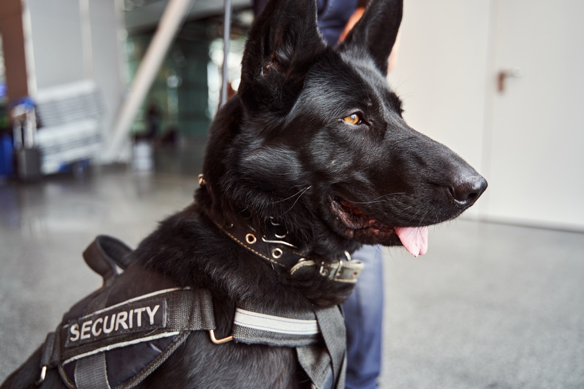 Security K9