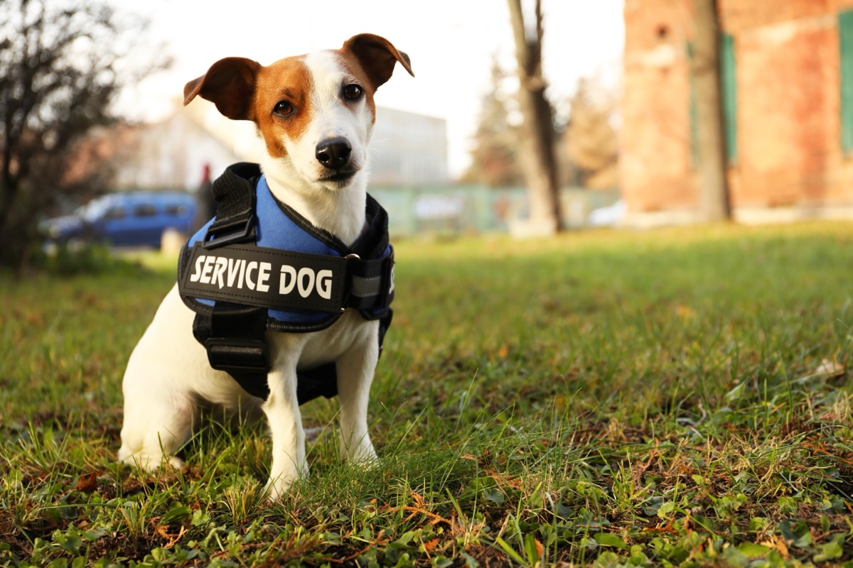 A working service dog, every dog deserves a path home