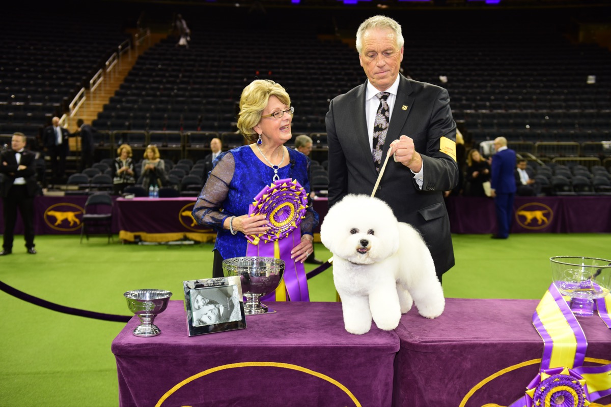 Westminster Best in Show