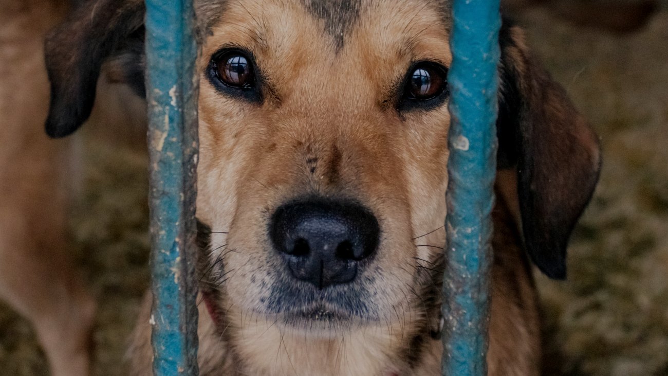 A rescue dog looking up, waiting for a home